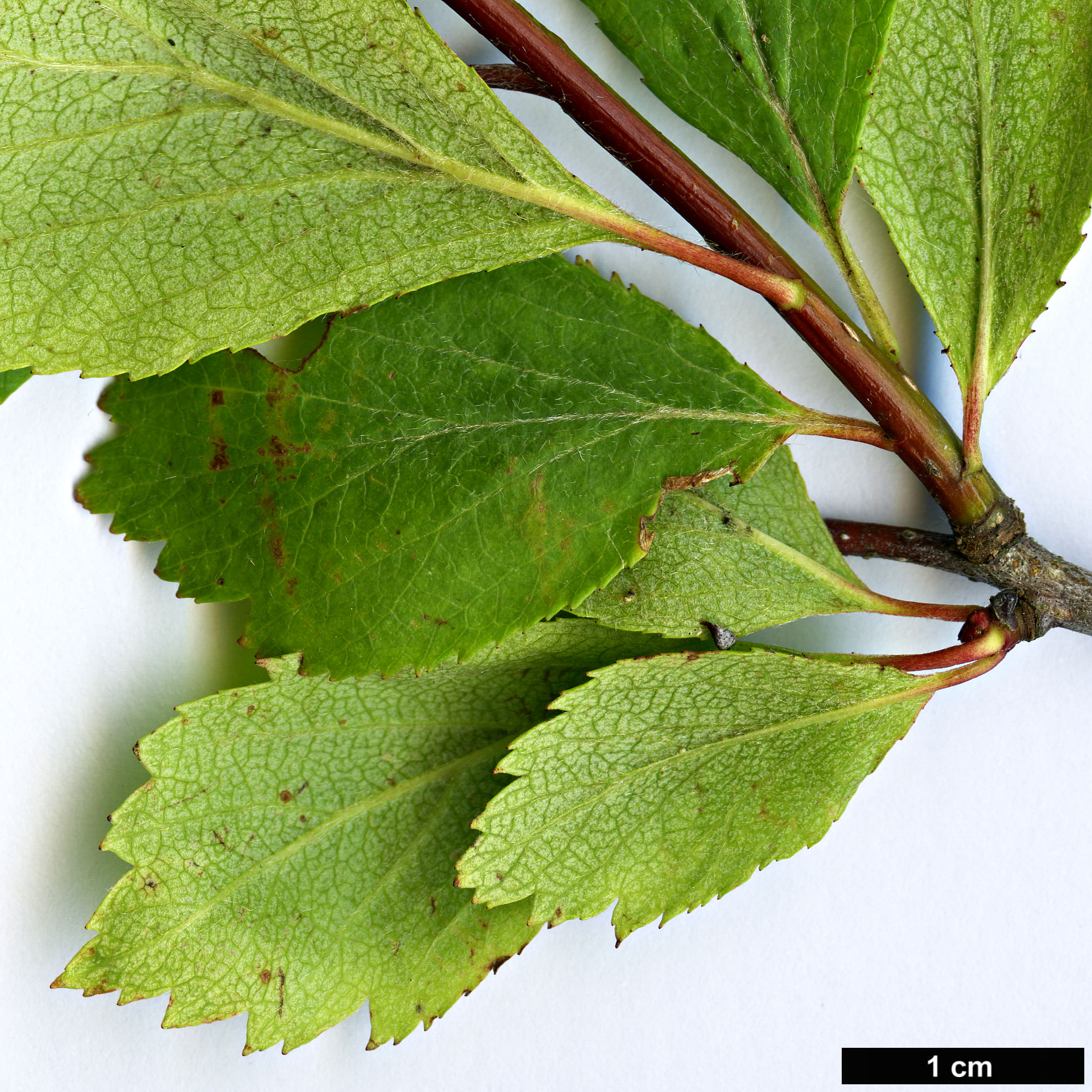 High resolution image: Family: Rosaceae - Genus: Crataegus - Taxon: okanaganensis - SpeciesSub: var. wellsii